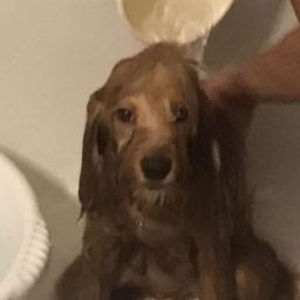 Meet your Posher, Adrianna